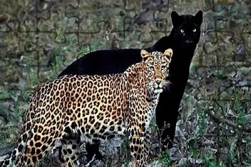 leopardo