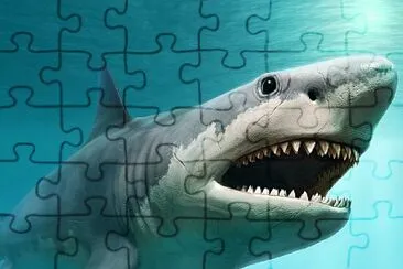 פאזל של shark