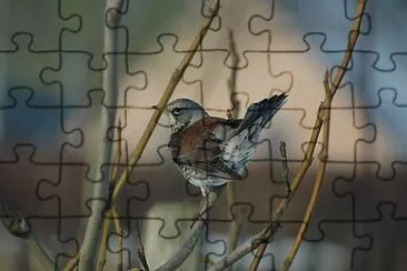 Foto jigsaw puzzle