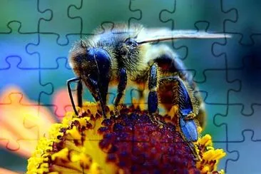 Foto jigsaw puzzle