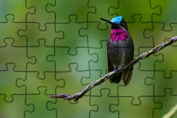 Starthroat di heliomaster jigsaw puzzle