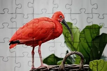 Foto jigsaw puzzle