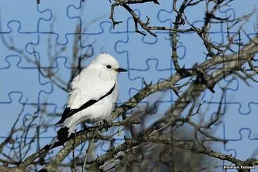 Monjita blanca jigsaw puzzle