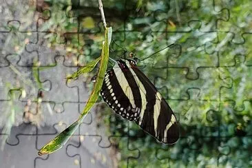 Mariposa, Jardín Botánico, UPR jigsaw puzzle