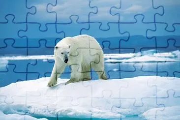 Fotos diversas jigsaw puzzle