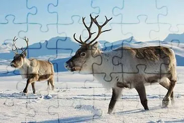 Fotos diversas jigsaw puzzle