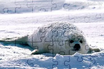 Fotos diversas jigsaw puzzle