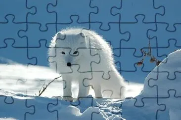 Fotos diversas jigsaw puzzle