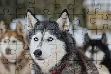 Fotos diversas jigsaw puzzle