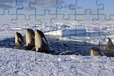 Fotos diversas jigsaw puzzle