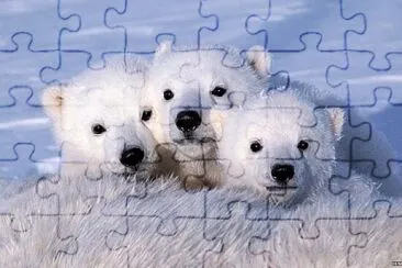 Fotos diversas jigsaw puzzle