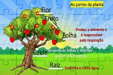 PARTES DA PLANTA