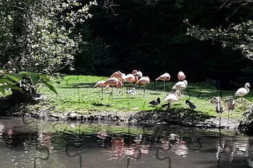 Flamingo jigsaw puzzle