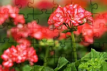 Foto jigsaw puzzle