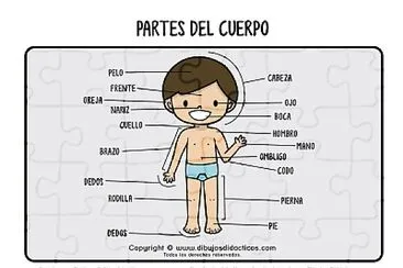 PARTES DEL CUERPO