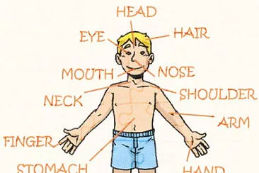 Parts of the body jigsaw puzzle