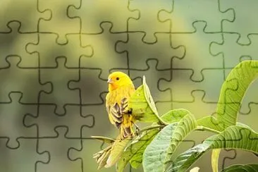 Foto jigsaw puzzle