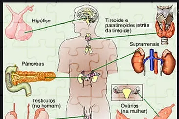 SISTEMA ENDOCRINO