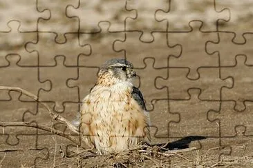 Falco columbarius jigsaw puzzle