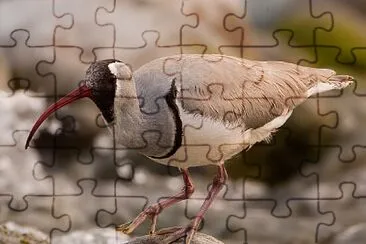 Becco d 'ibis jigsaw puzzle