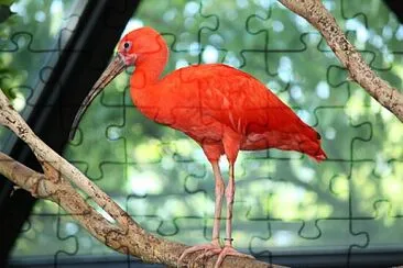 Ibis scarlatto jigsaw puzzle