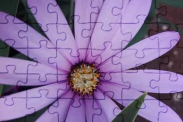 FLOWERS jigsaw puzzle