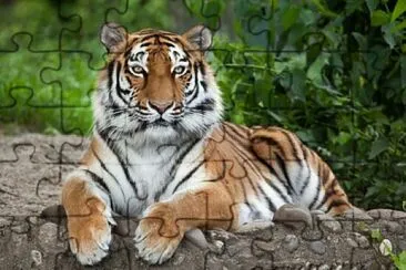 tigre a rayas jigsaw puzzle