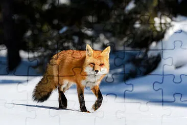 fox jigsaw puzzle