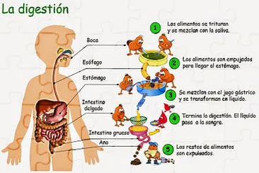 Sistema digestivo jigsaw puzzle