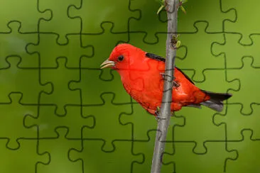 Piranga scarlatta jigsaw puzzle