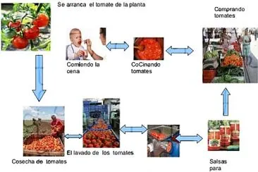 circuito productivo del tomate