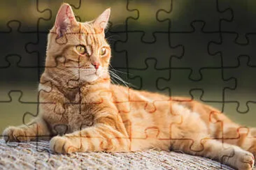  jigsaw puzzle