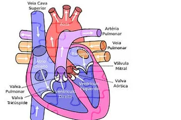 פאזל של SISTEMA CIRCULATÓRIO