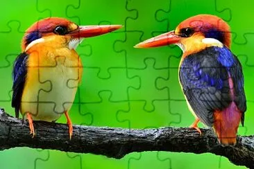 Beautiful birds jigsaw puzzle