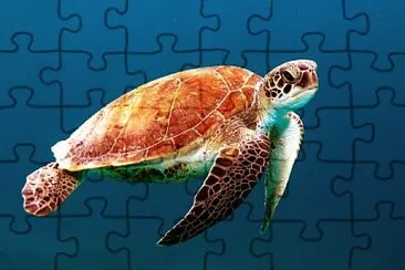 Foto jigsaw puzzle