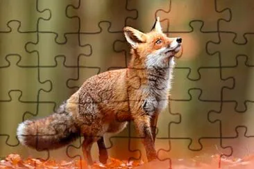 questo puzzle si chiama la volpe nel bosco jigsaw puzzle