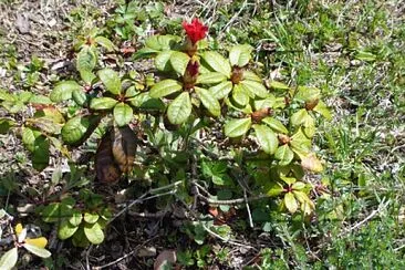 Rhododendron Chaumont