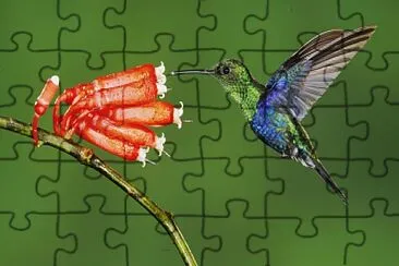 colibri jigsaw puzzle