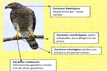 Arma el rompecabezas