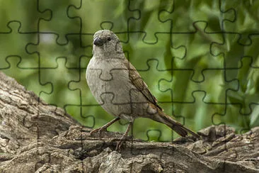 Swahili sparrow jigsaw puzzle