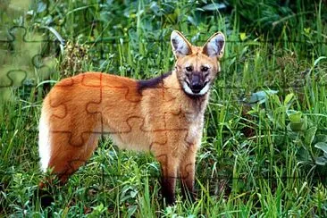 Lobo guará