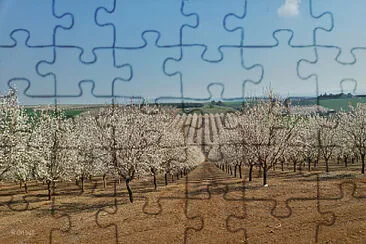 שקדים jigsaw puzzle