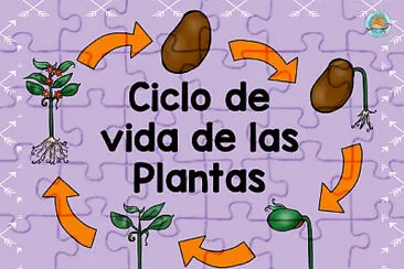 פאזל של CICLO DE LAS PLANTAS