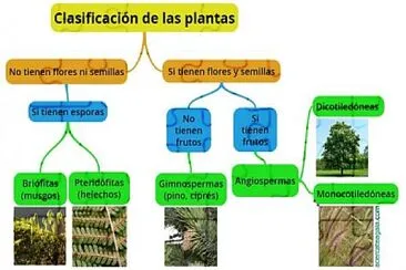 clasificacion de las plantas jigsaw puzzle