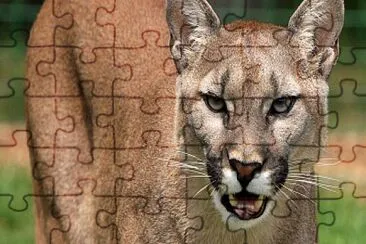 PUMA jigsaw puzzle