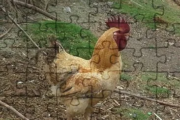 פאזל של el gallo