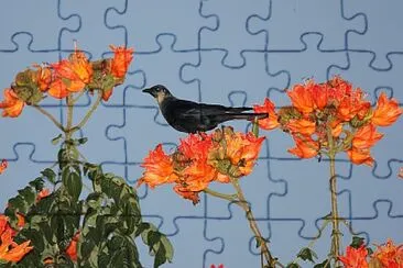 Corvo del Sinaloa jigsaw puzzle