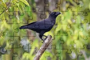 Corvo del Banggai jigsaw puzzle