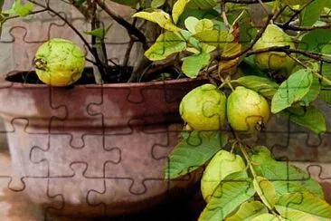 Foto jigsaw puzzle