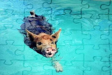 Aquatic pork jigsaw puzzle